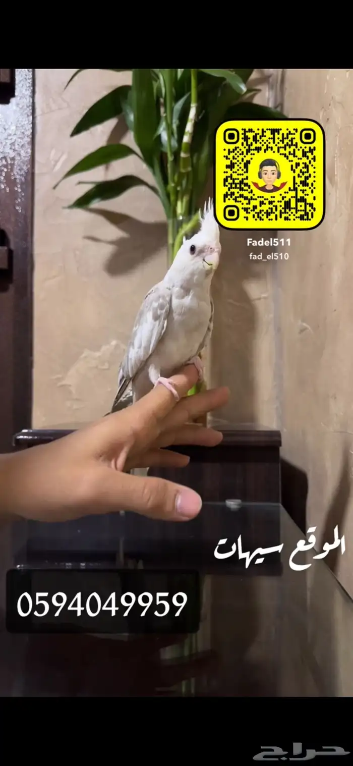 كروان اليف 2