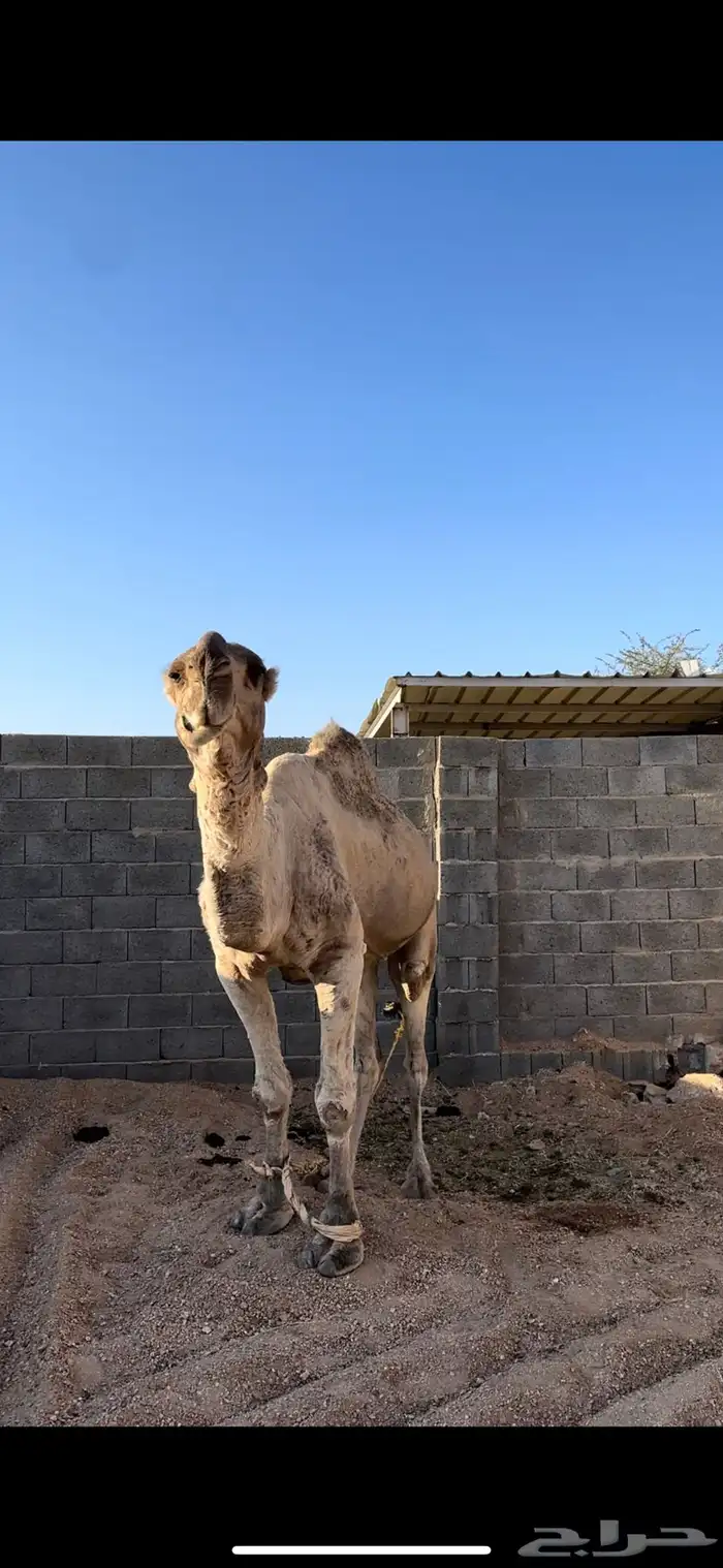 بعير للبيع 1