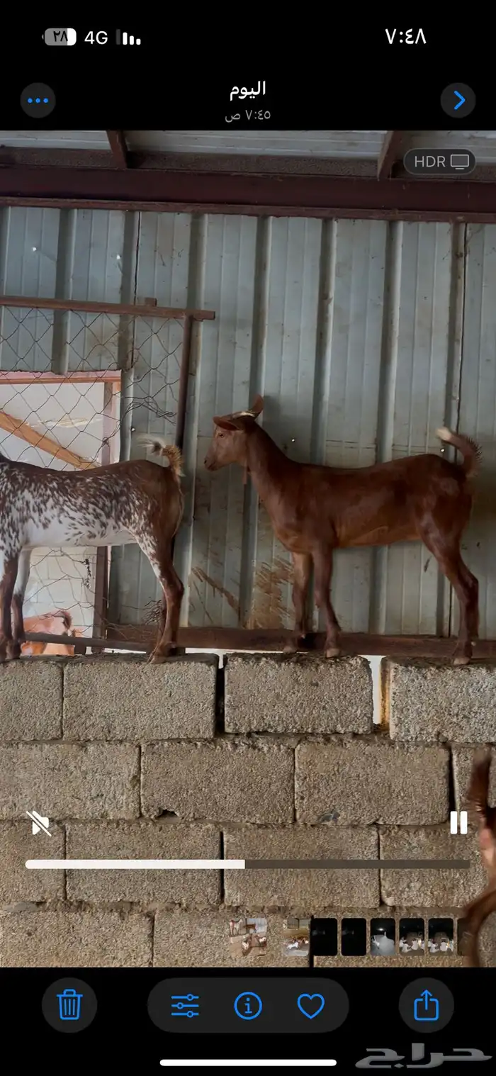 جفير للبيع 3