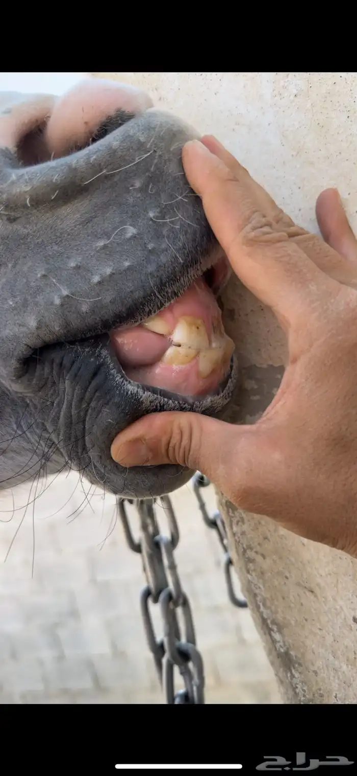 فرس تنافس الواهو ( شعبية من خيول نجد ) 8