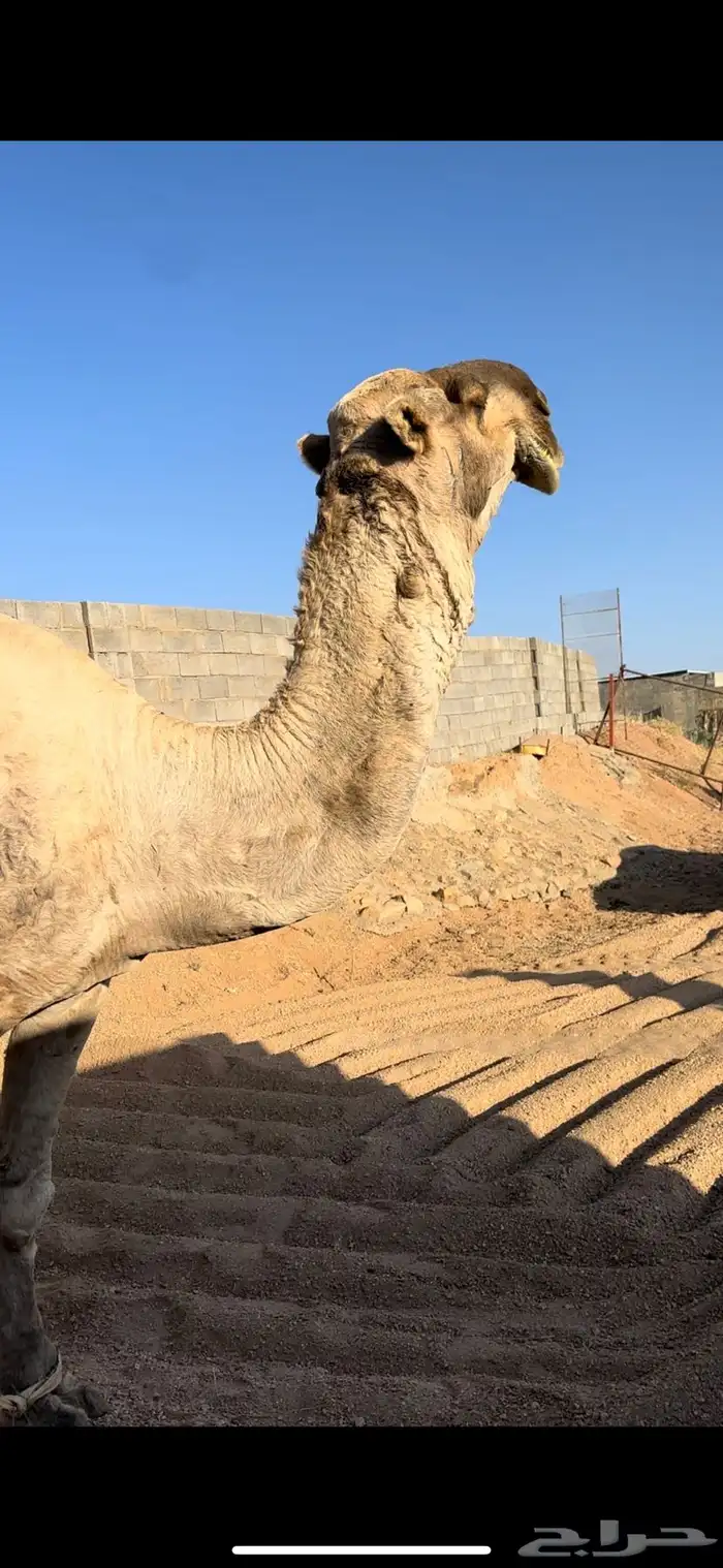 بعير للبيع 4