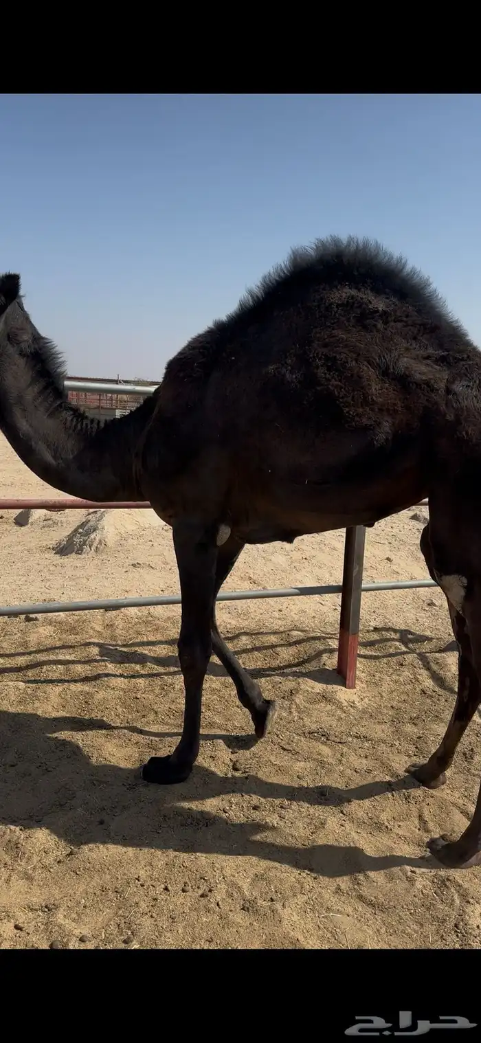 بكرة مفرودة 0