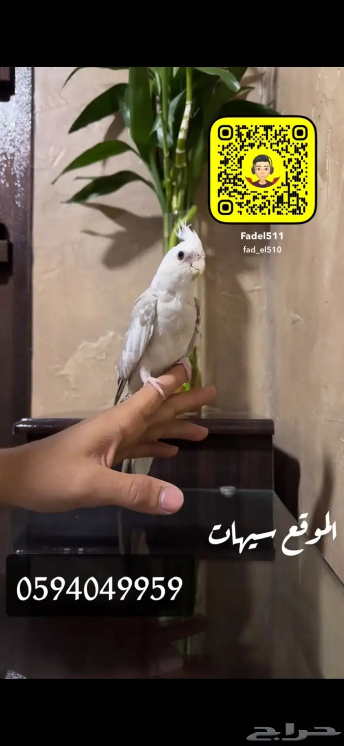 كروان اليف 0