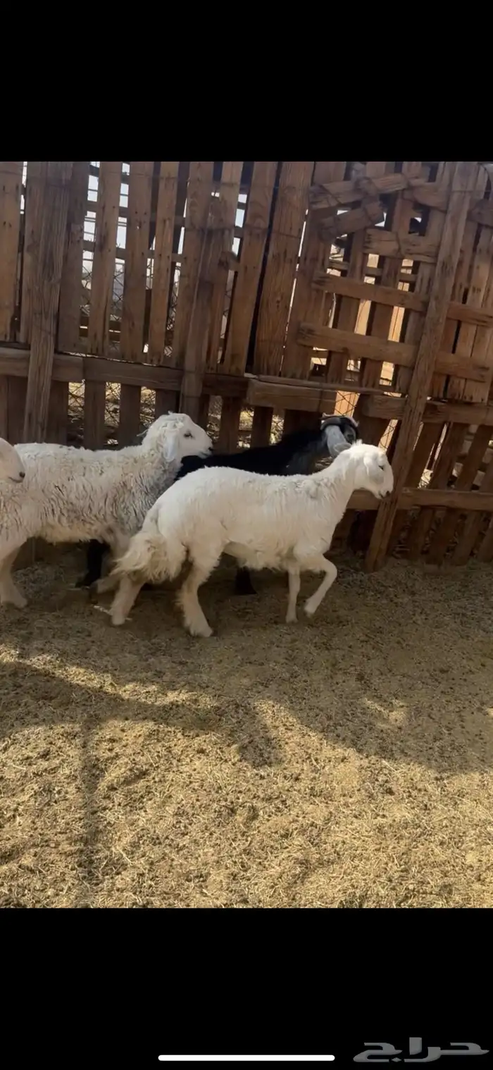 ذبائح طليان حري و تيوس عوارض تجمل وتبيض الوجه 2