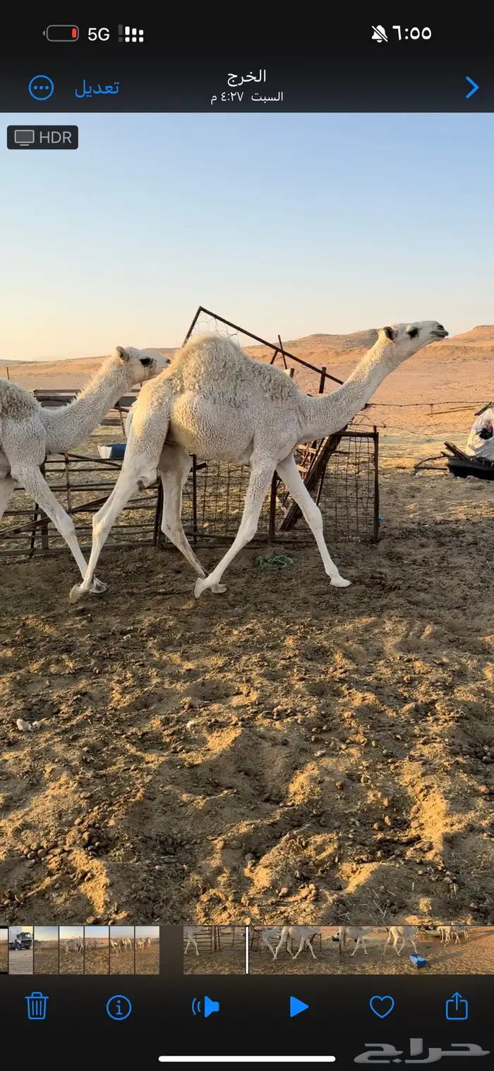 قعدان ذبح للبيع 1