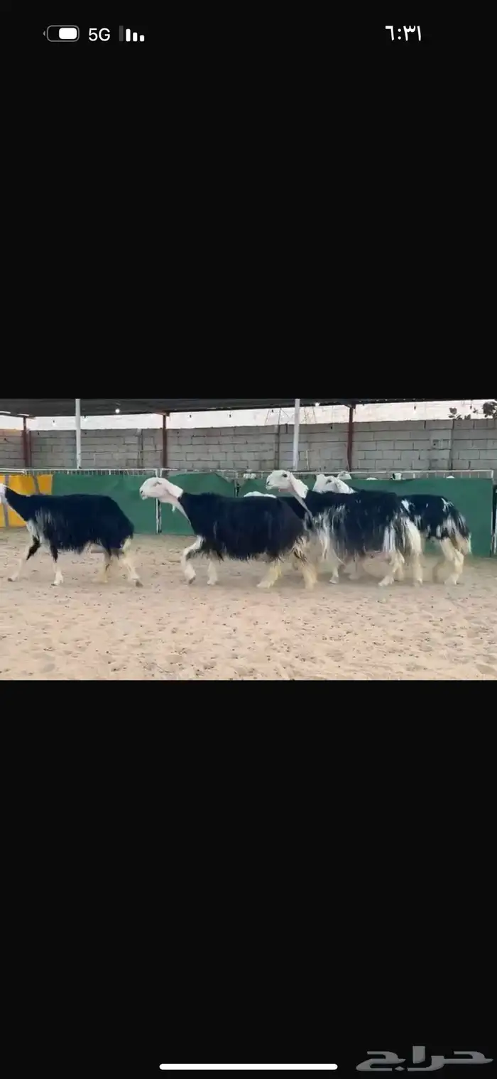 عرض نجد مواليد فاخره 6