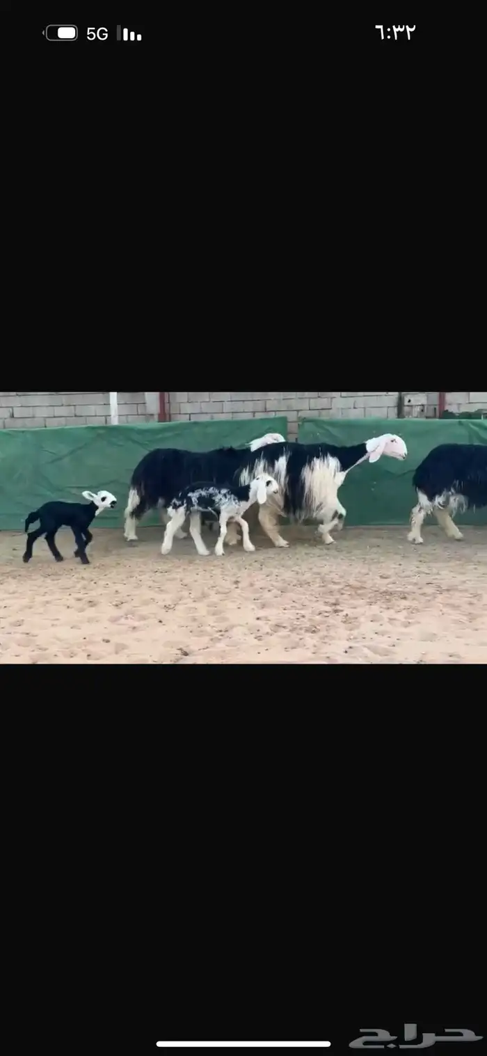 عرض نجد مواليد فاخره 1