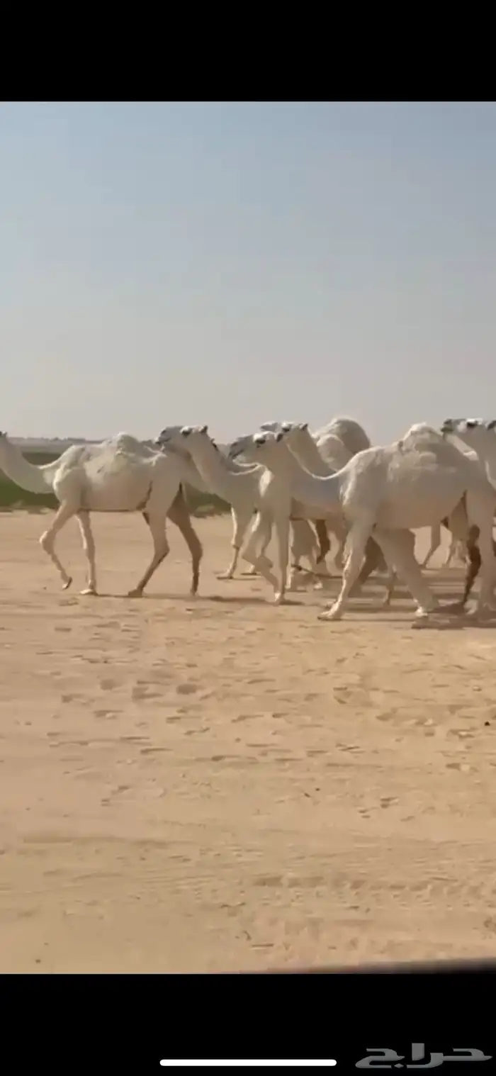 ذود 21 متن وضح كفوو 3