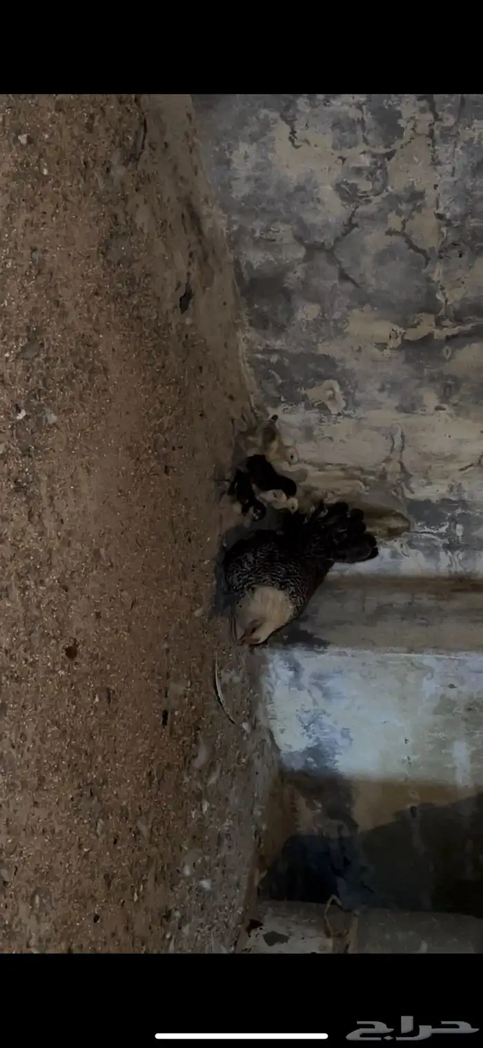 دجاجه معها 9 صيصان للبيع 4
