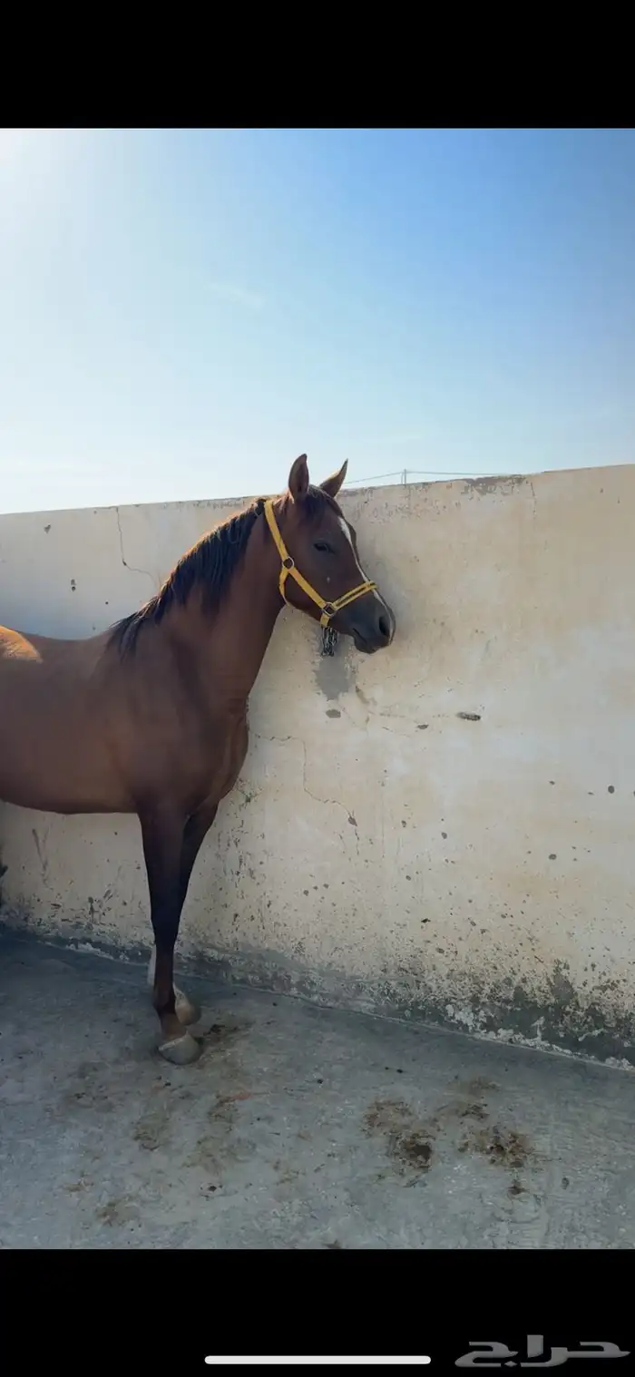فرس تنافس الواهو ( شعبية ) 18