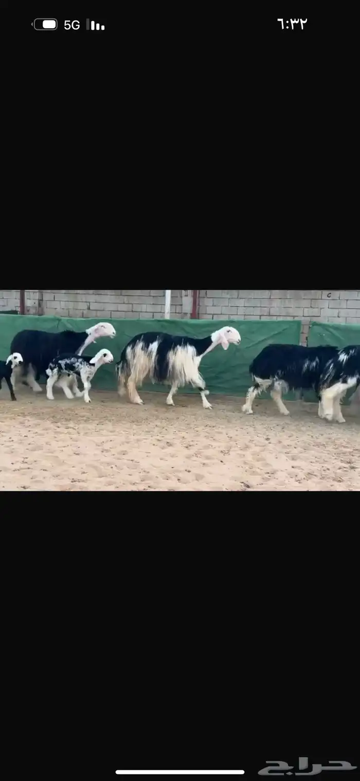 عرض نجد مواليد فاخره 2