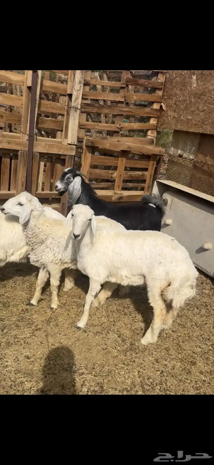 ذبائح طليان حري و تيوس عوارض تجمل وتبيض الوجه 0