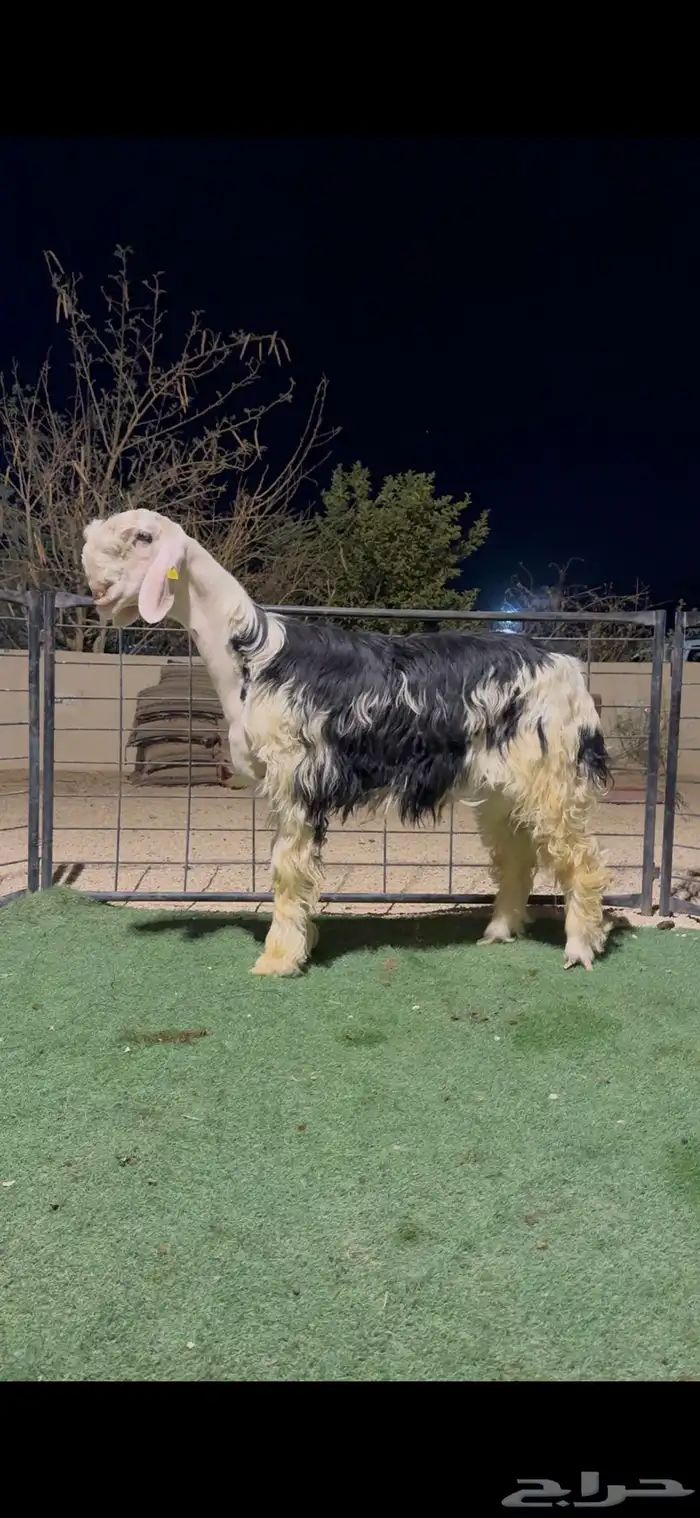 طلي نجدي مشروع فحل معرف فاخر 1