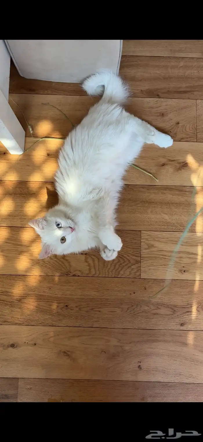 قطة شيرازي للبيع 3