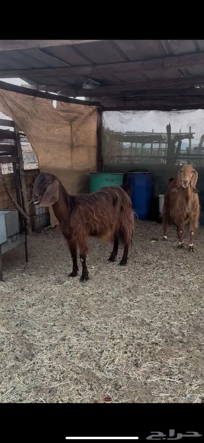 معزاء قبرصيات 2