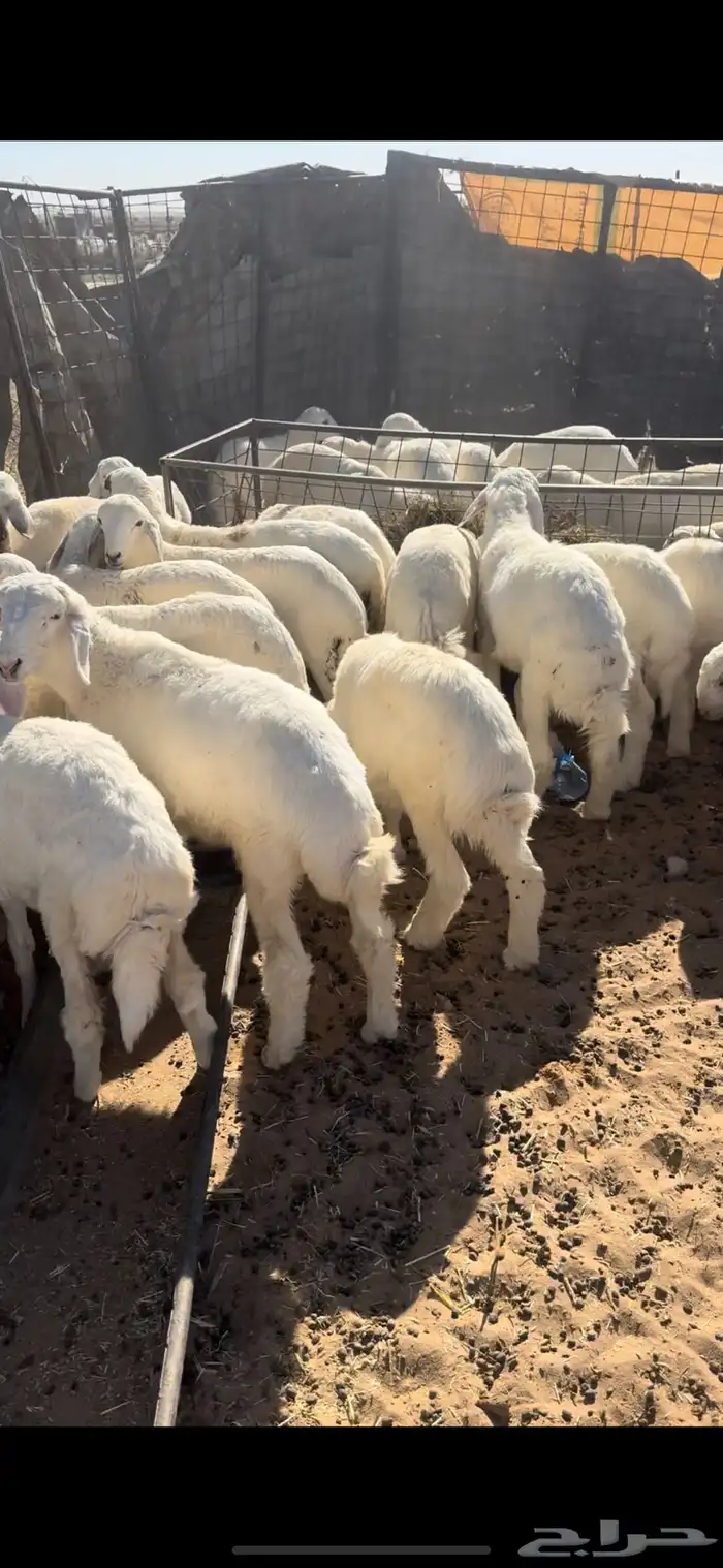 بهم حري السوم 880 1