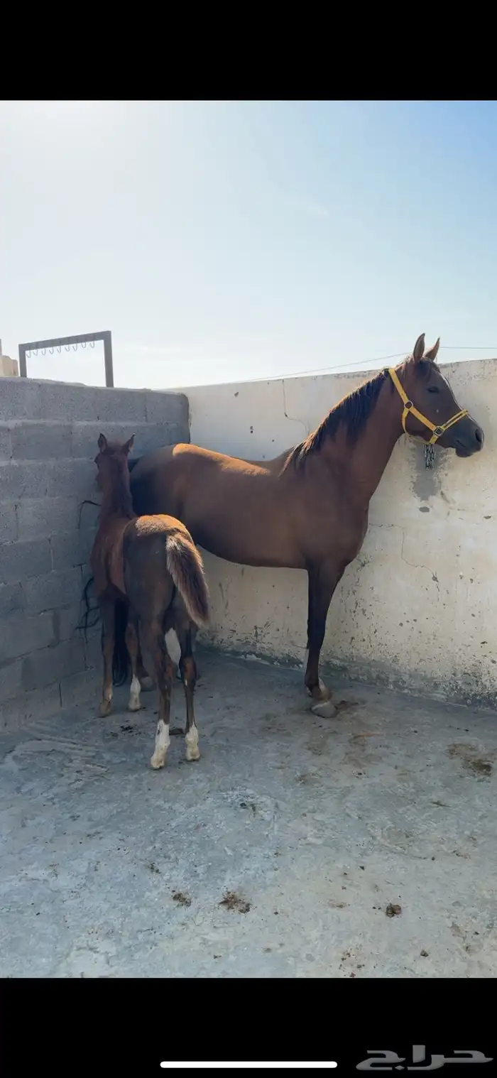 فرس تنافس الواهو ( شعبية ) 2