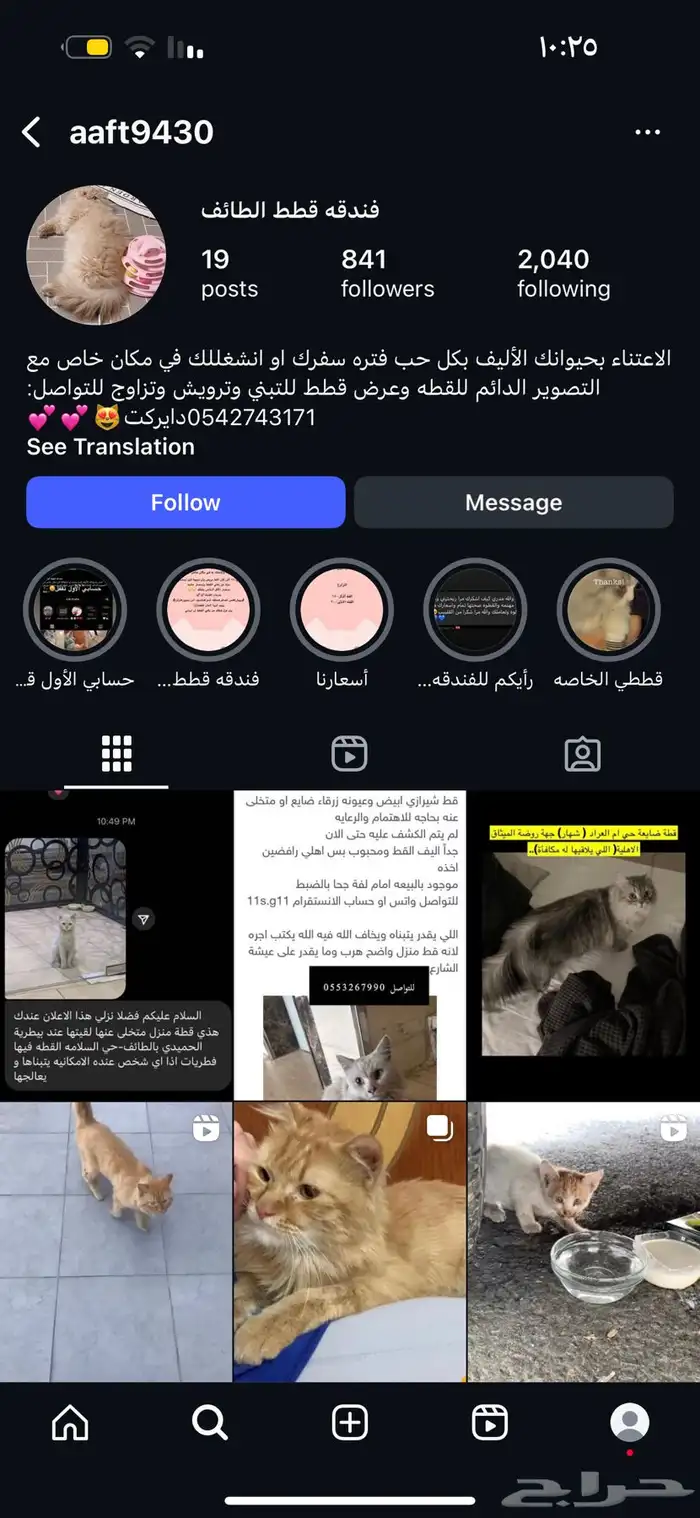 فندقه قطط الطائف 4