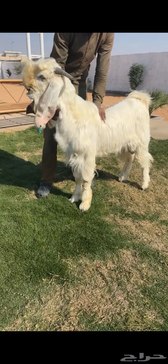 فحل شامي ابيض خصم الخصم 1