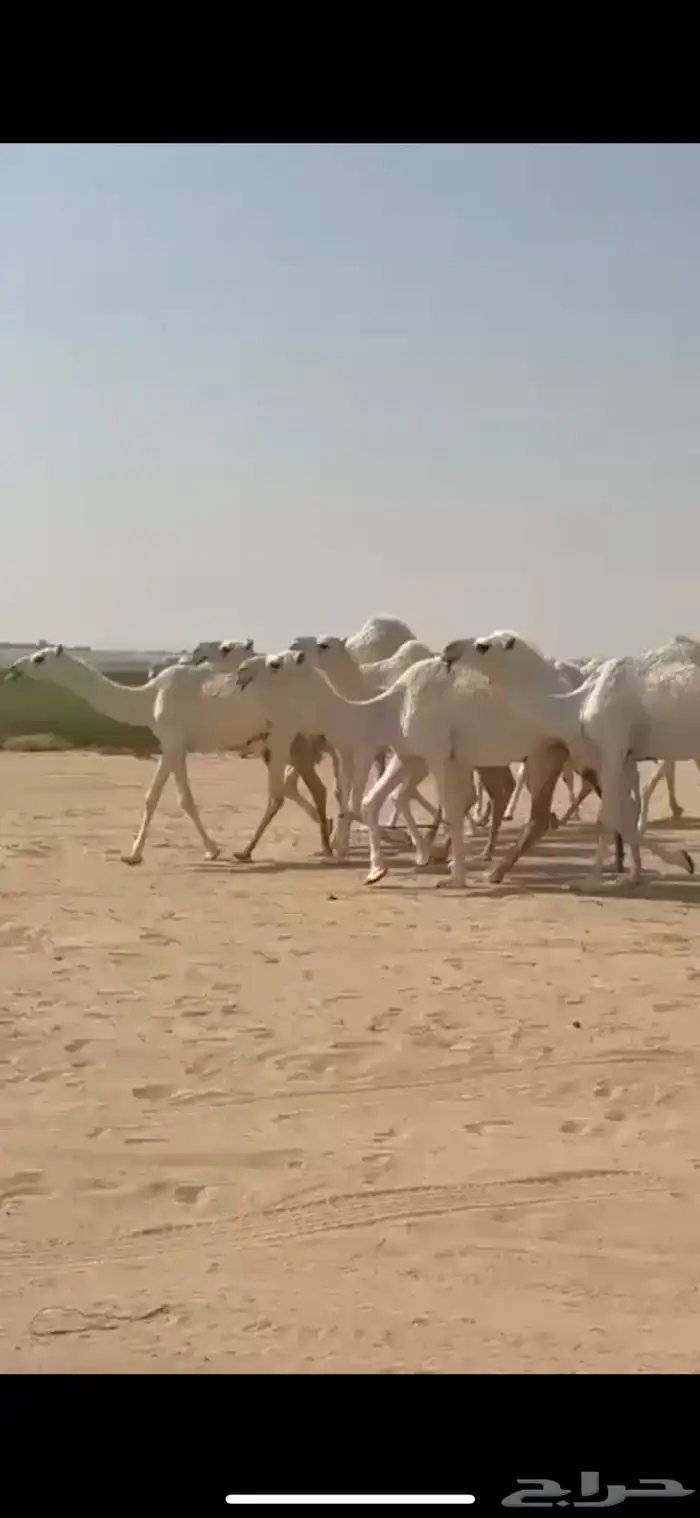 ذود 21 متن وضح كفوو 1