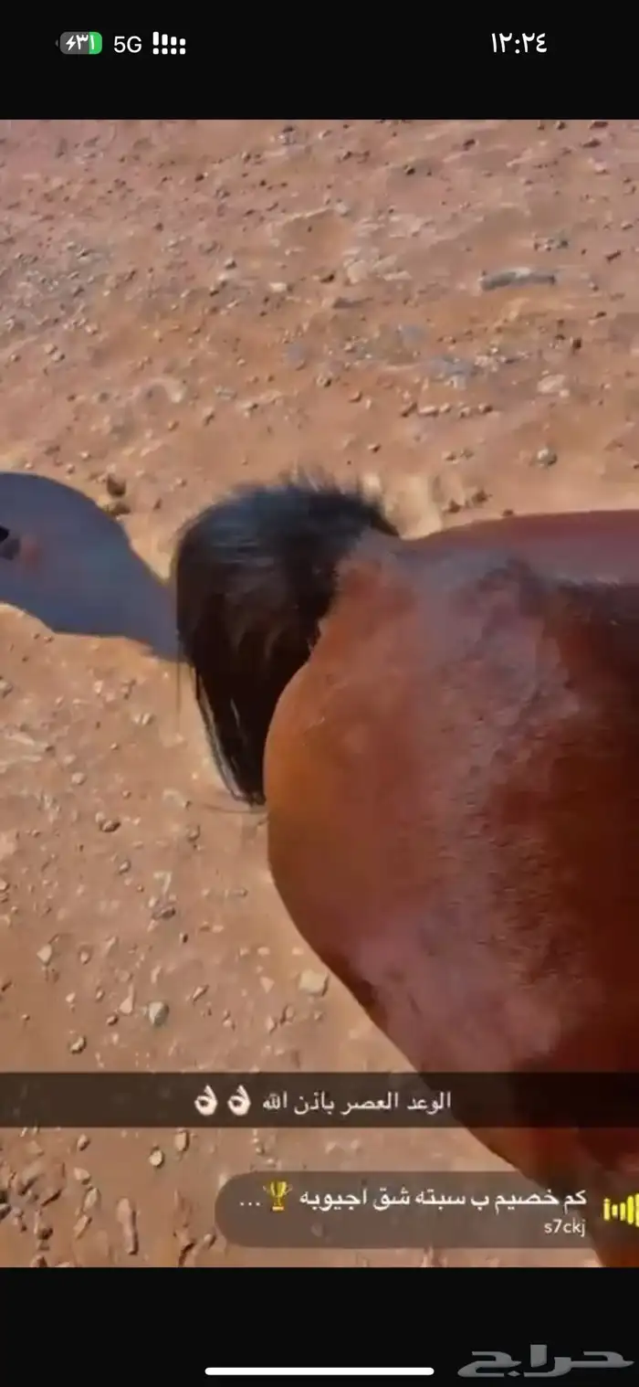 فرس شعبيه لقاح 4 شهور 9