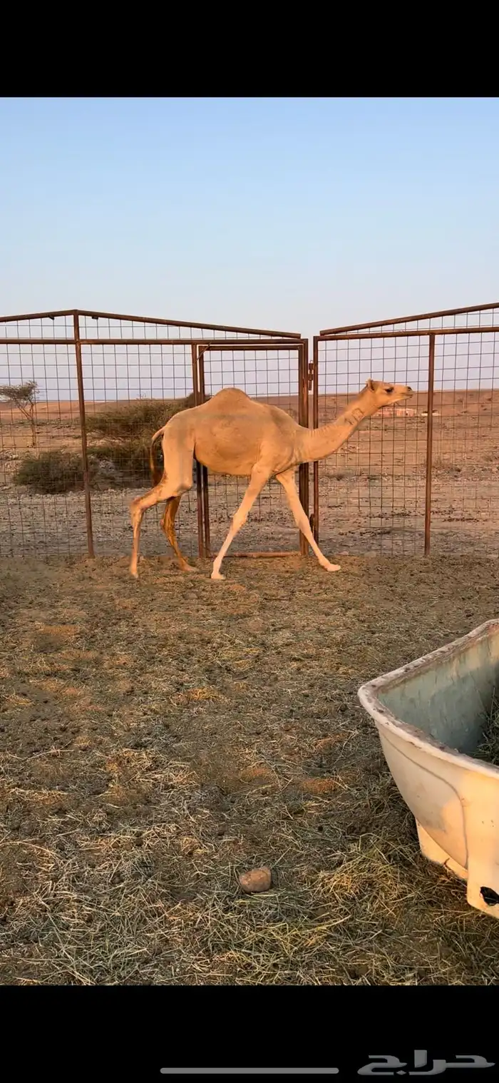 بكره حره الكسيحه 1