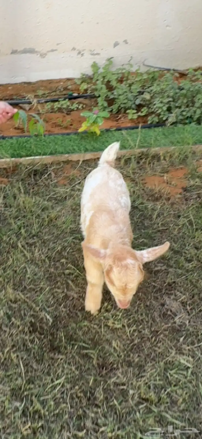 ماعز قزم للبيع عمره اسبوعين 1