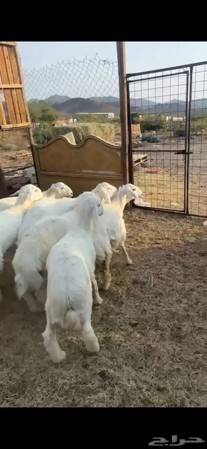 ذبائح طليان حري و تيوس عوارض تجمل وتبيض الوجه 3