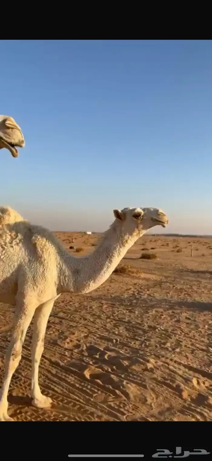 حواره بكره وضحا رمانيه طيبه 9 شهور 0