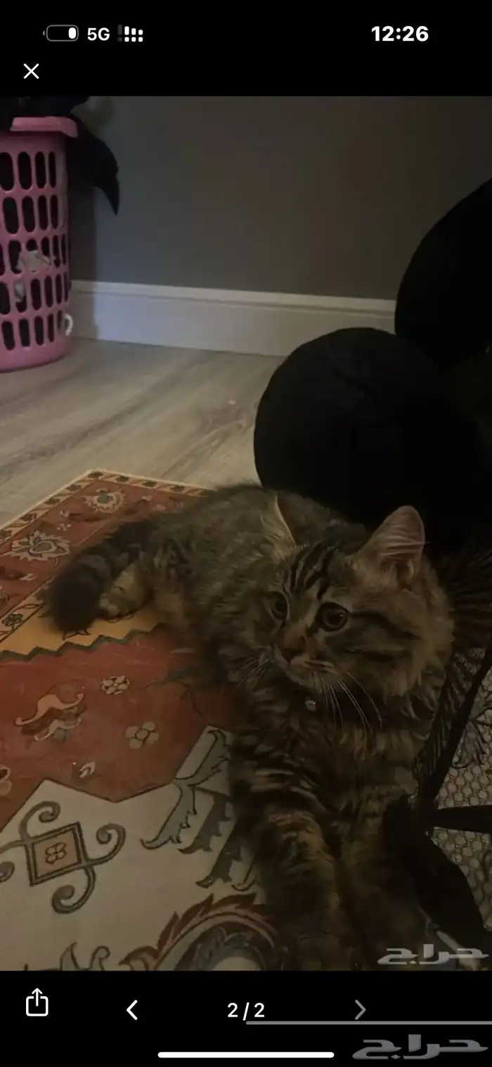 قطه قط شيرازي للبيع 1