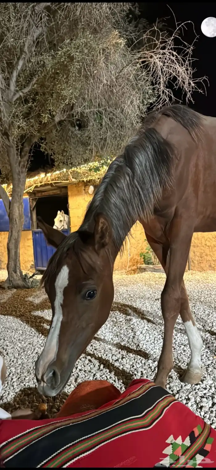 فرس   مهره   لقاح ثقيل باقي لها شهر ولا اقل وتفلي 9