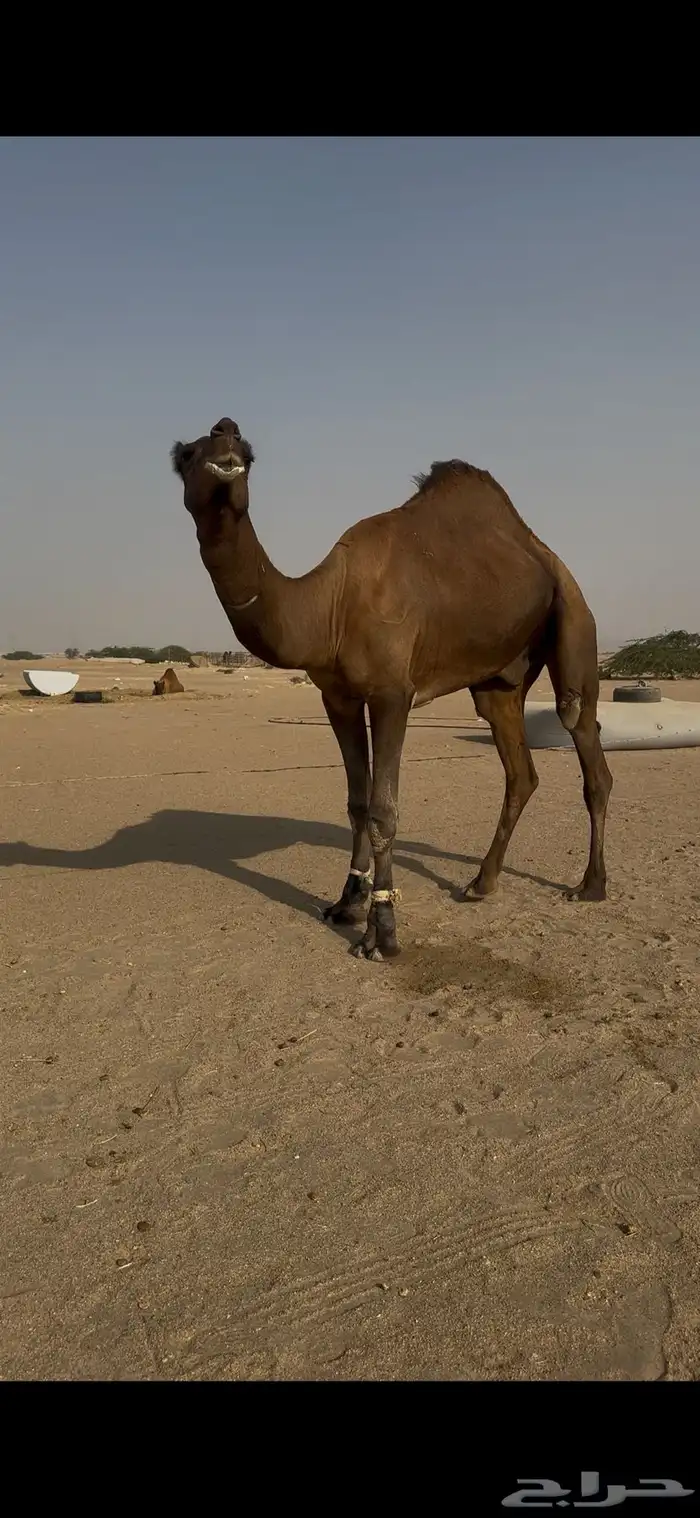 قعود ثني حمر مشروط 2