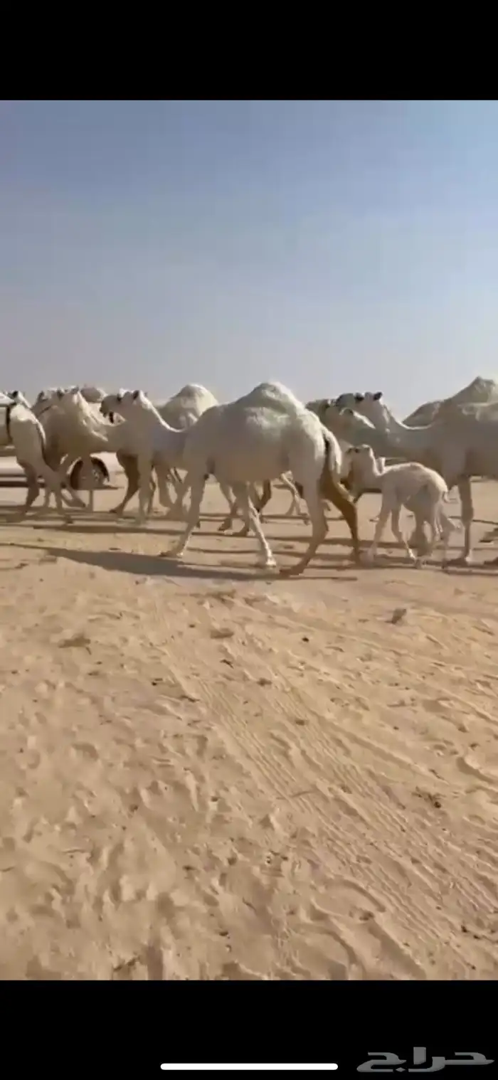 ذود 21 متن وضح كفوو 4