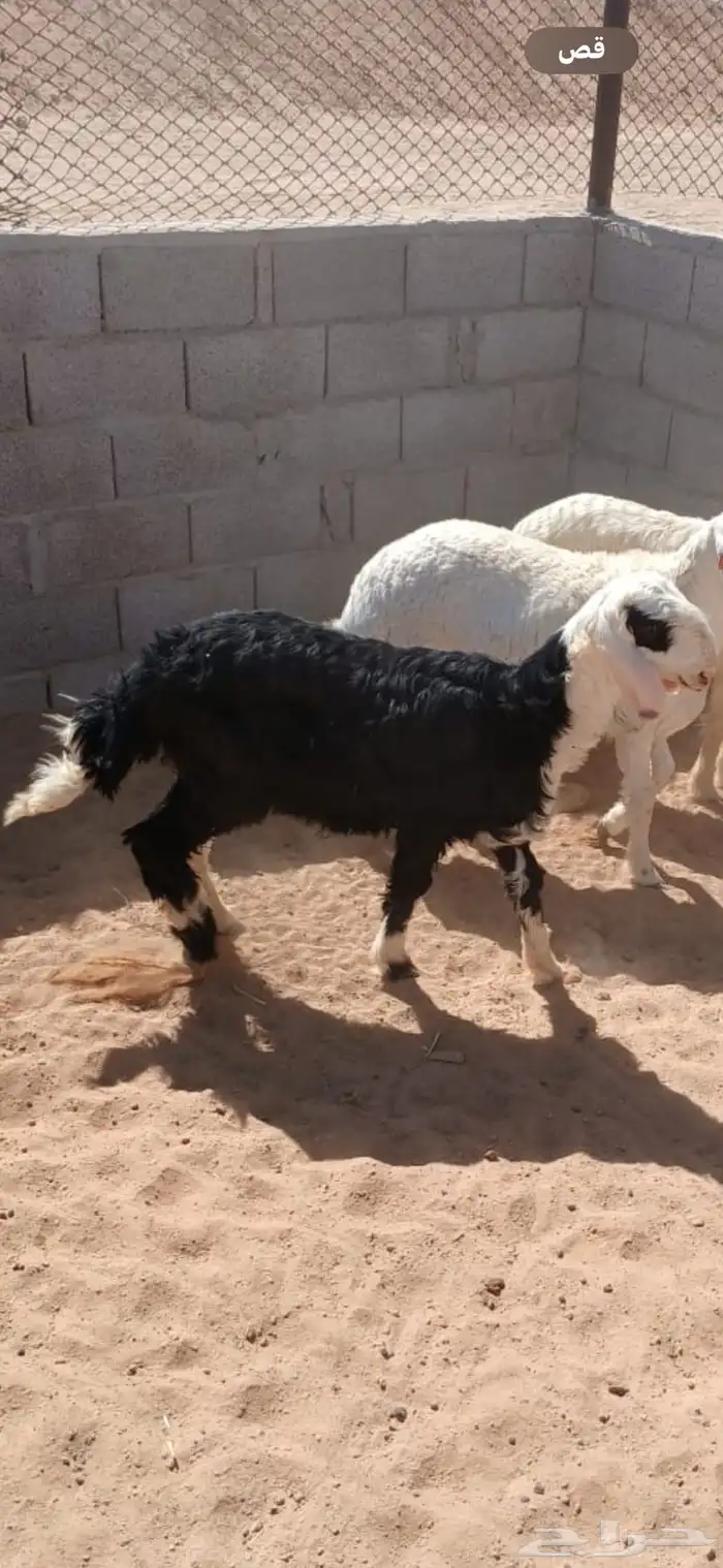 خروف نجدي 9