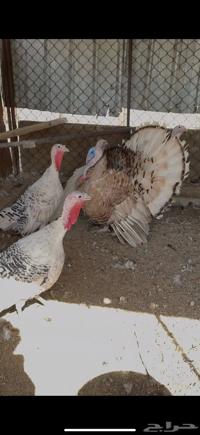 دجاج رومي منتج 1