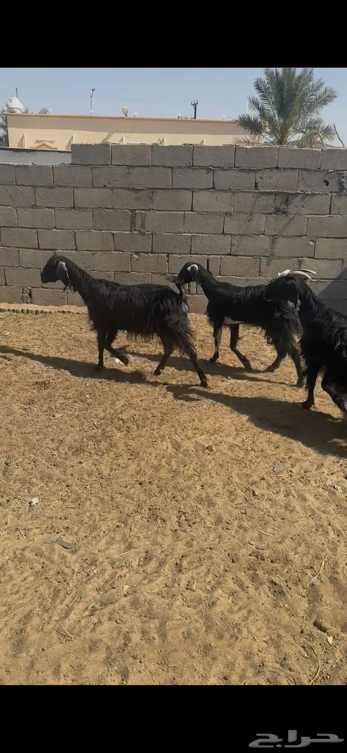 معزا للبيع 1