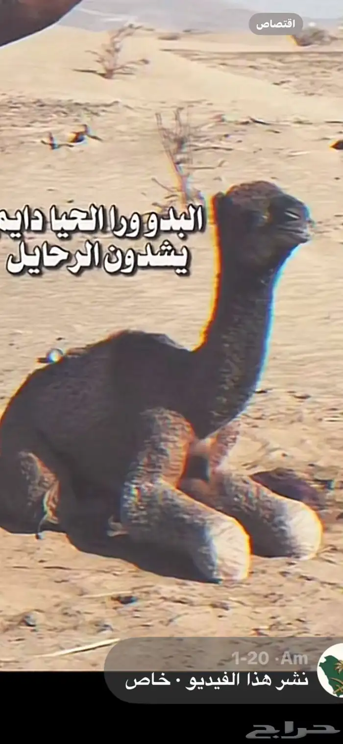 بعير احمر شمالي مشروط 7