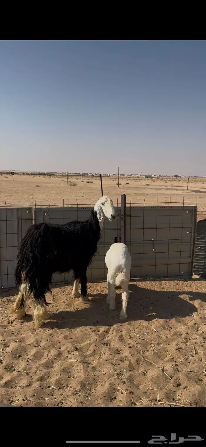 شاه نجدي خلفه رباع 1