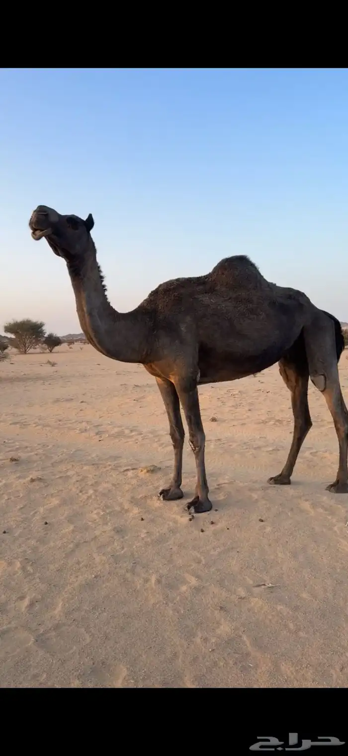 ناقه للبيع 0