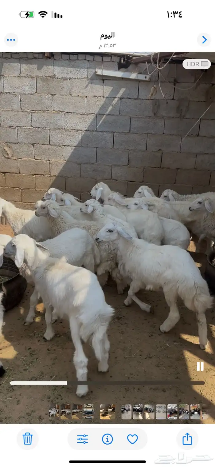 طليان ورخال الموقع محافظة ينبع 0