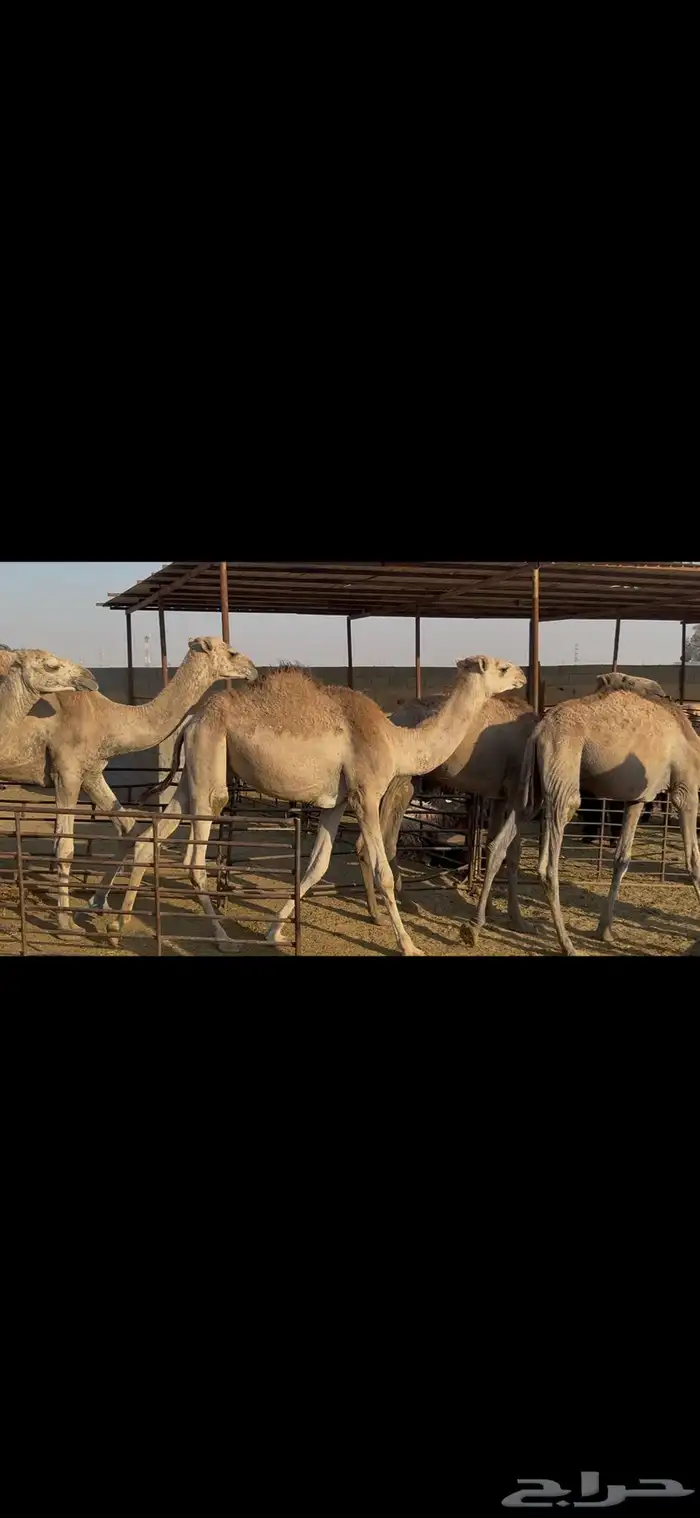 حشو صومالي مربوط 9