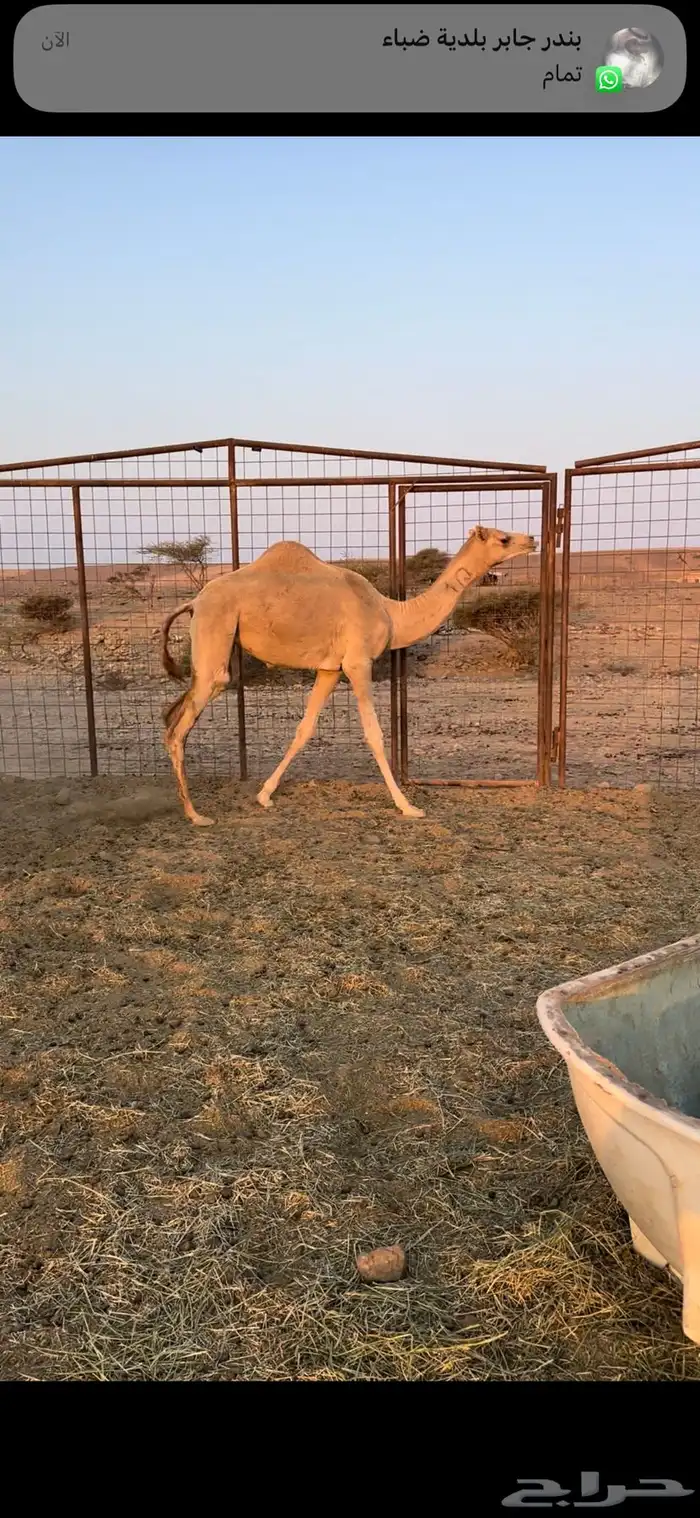 بكره حره الكسيحه 0