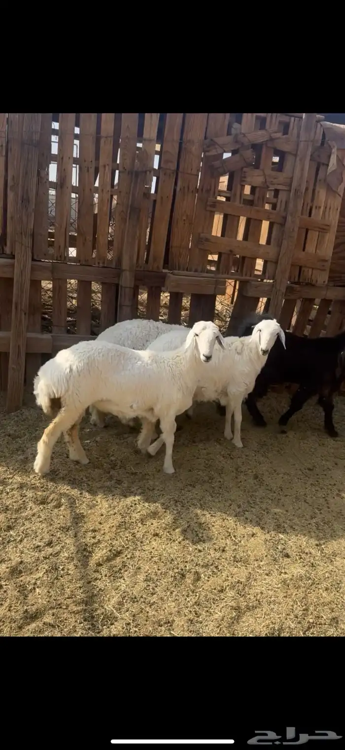 ذبائح طليان حري و تيوس عوارض تجمل وتبيض الوجه 1