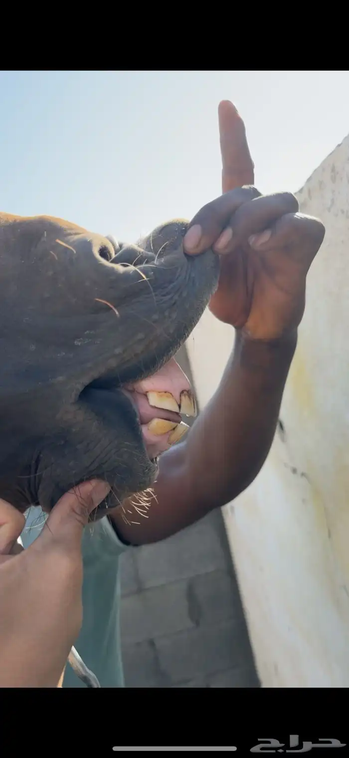 فرس تنافس الواهو ( شعبية ) 16