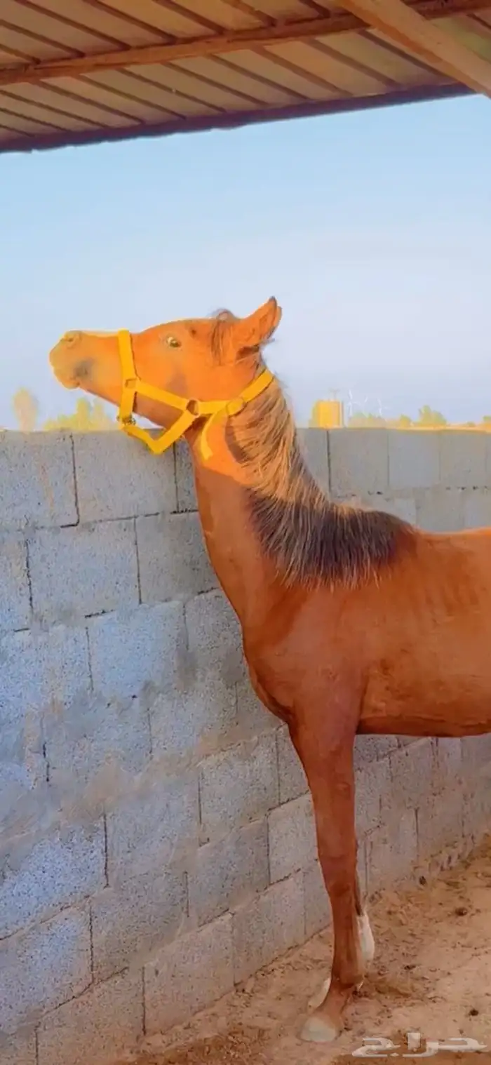 فرس   مهره   لقاح ثقيل باقي لها شهر ولا اقل وتفلي 8