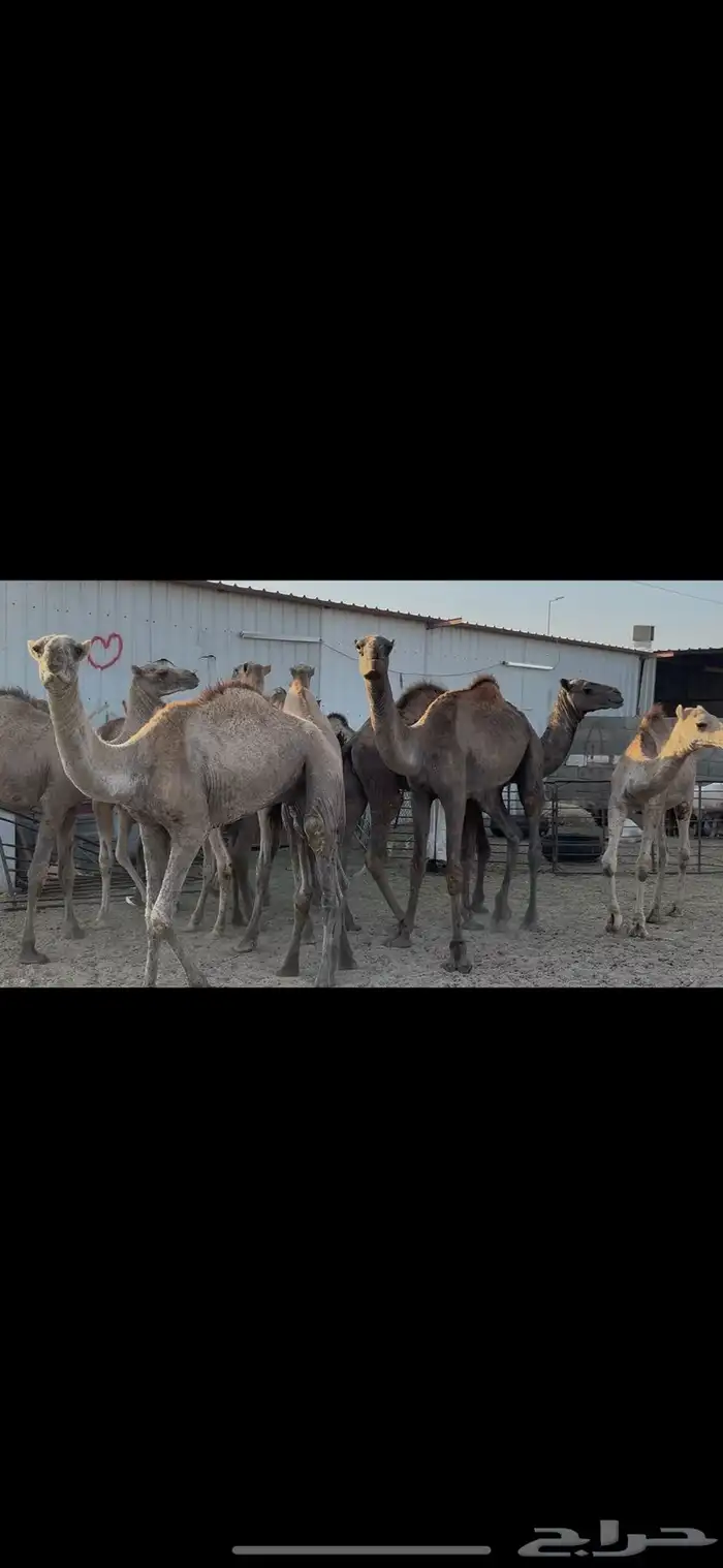 حشو صومالي مربوط 6