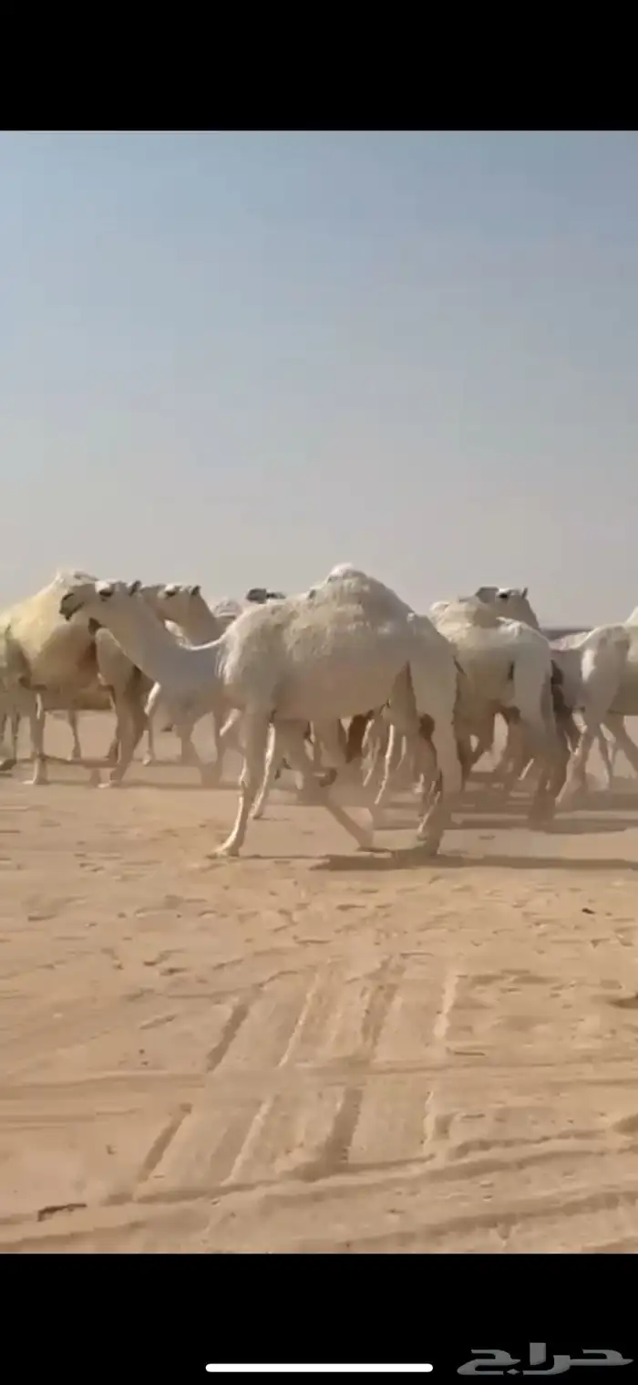 ذود 21 متن وضح كفوو 2