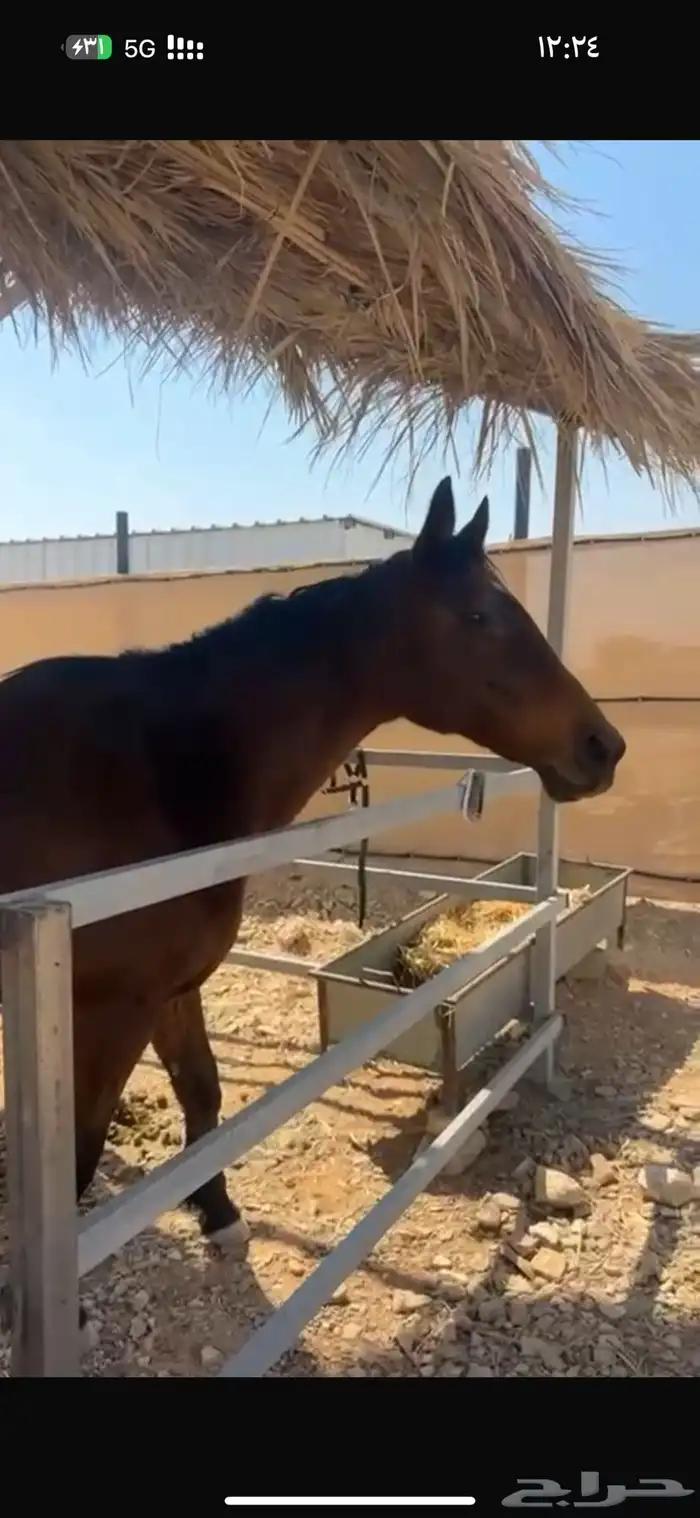 فرس شعبيه لقاح 4 شهور 6