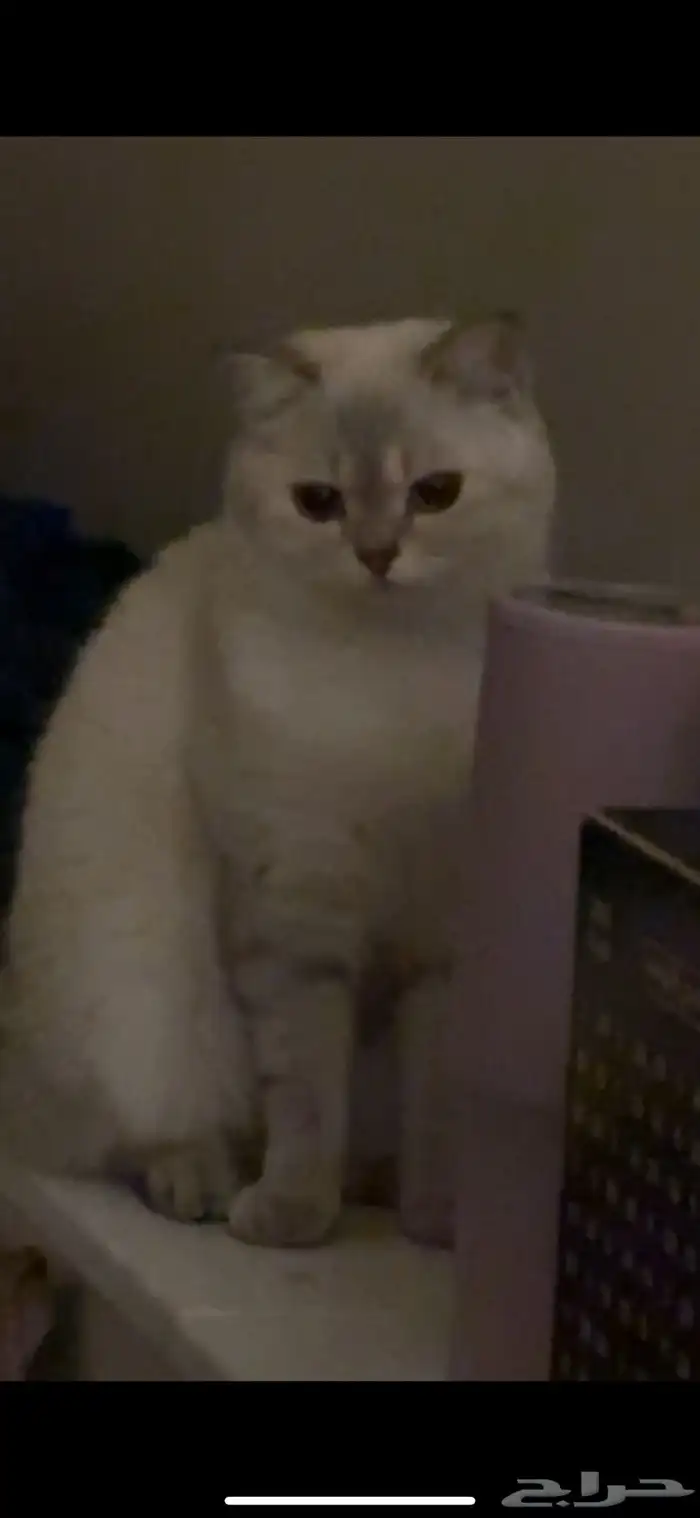 قطط سكوتش للتبني 1