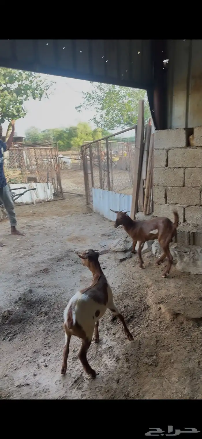 جفير للبيع 0